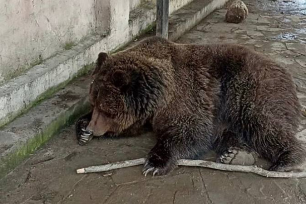 В Евпатории сгорел пятиэтажный зоопарк с животными