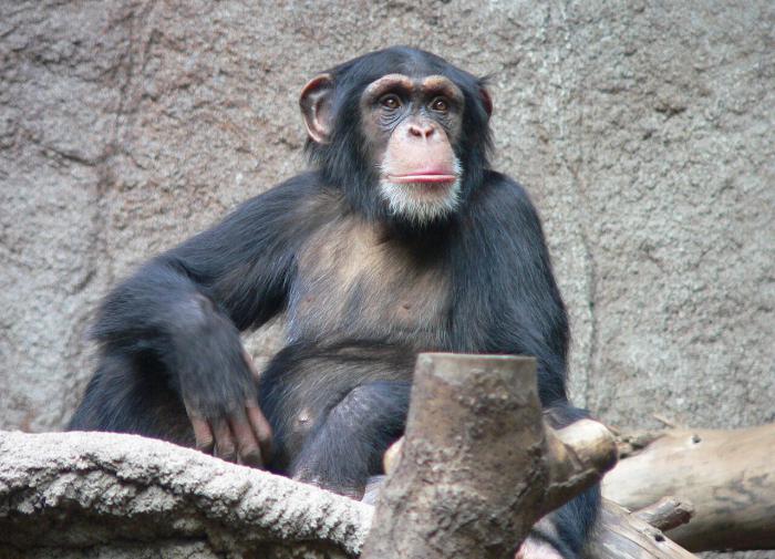 PLOS Biology: шимпанзе продолжают учиться во взрослом возрасте