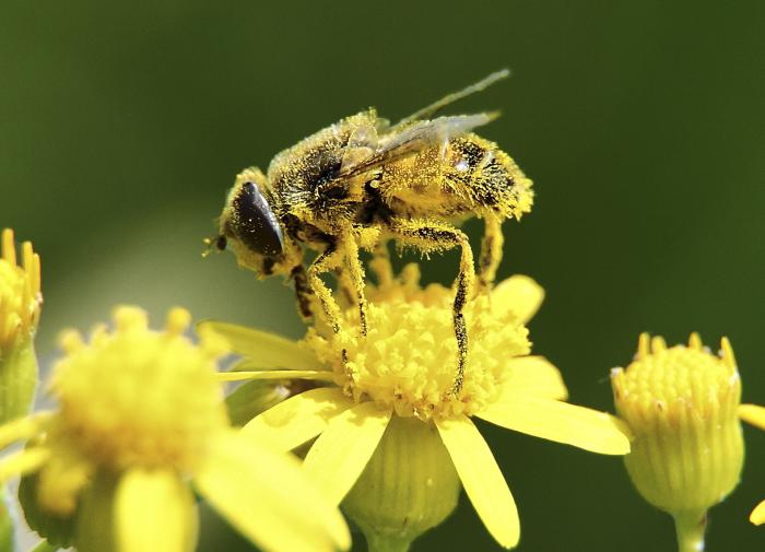 Пчелы-роботы BionicBee способны формировать настоящий рой